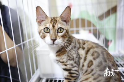 萌寵盛宴 深圳國際寵物展今日火熱開幕，全方位寵物服務(wù)點(diǎn)亮愛寵生活