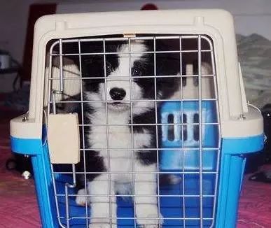 元旦帶狗狗旅行指南 如何辦理寵物托運及利用互聯網數據服務