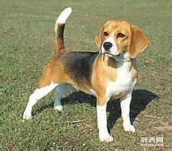 白廣路長期提供養老服務、托管終身寄養與寵物接送 北京寵物服務與互聯網數據服務的融合新篇章